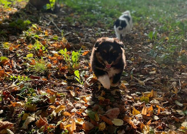 Owczarek szetlandzki, sheltie, shetland sheepdog