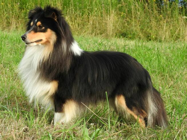 Owczarek szetlandzki, sheltie, shetland sheepdog