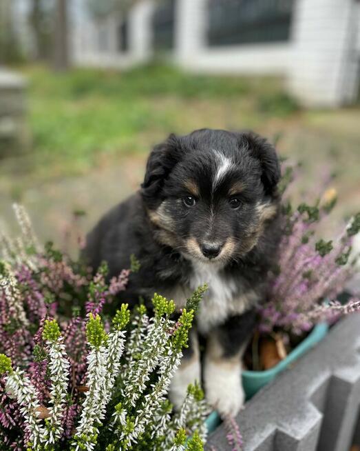 Owczarek szetlandzki, sheltie, shetland sheepdog