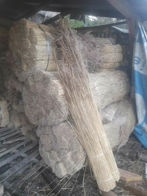 TRZCINA DACHOWA POLECAM !!