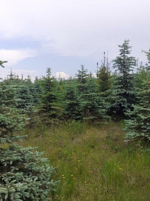 Działka rolna gm. Dobre