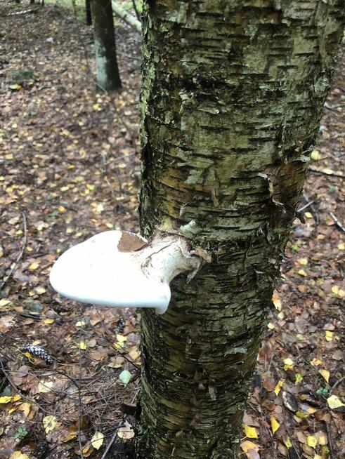 Białoporek- huba brzozowa