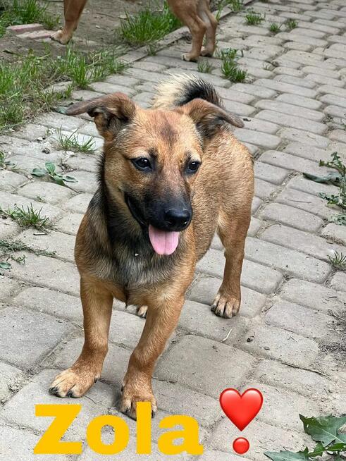 Sara i Zola sunie ok.5/6 mcy i czekają na dom Alicja Pa.