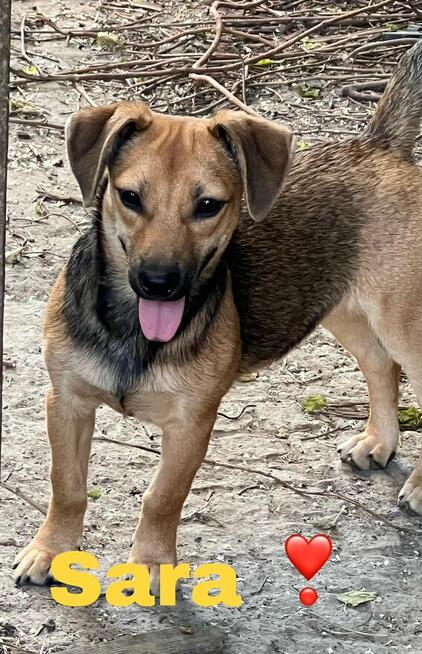 Sara i Zola sunie ok.5/6 mcy i czekają na dom Alicja Pa.