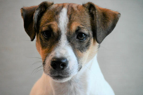 Jack Russell Terrier suczka FCI