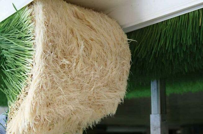 Pracownicy - układanie trawy z rolki z zamieszkaniem i bez!!