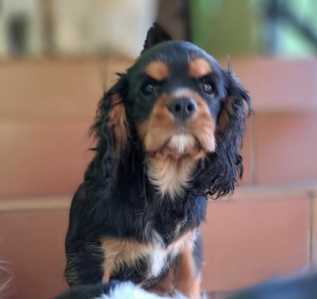Cavalier King Charles Spaniel fci