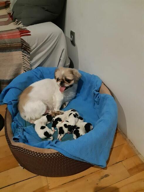 szczeniaki pekińczyk