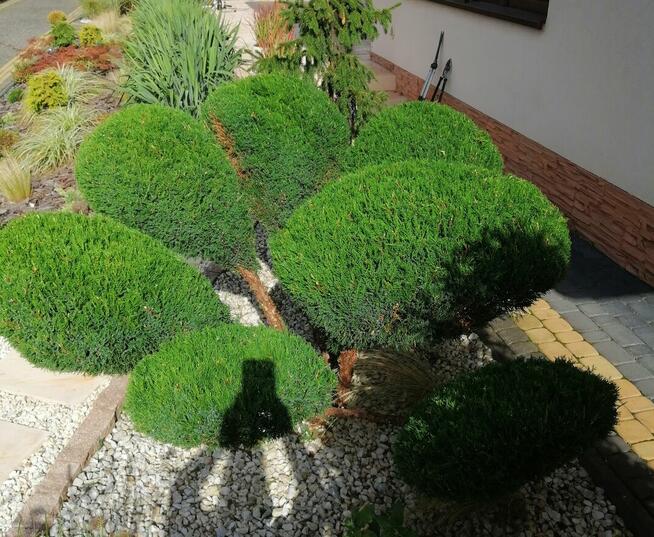 FORMOWANIE IGLAKÓW, CIĘCIE PIELĘGNACYJNE