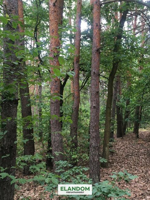 Klimatyczna działka Józefów las zachodnia strona