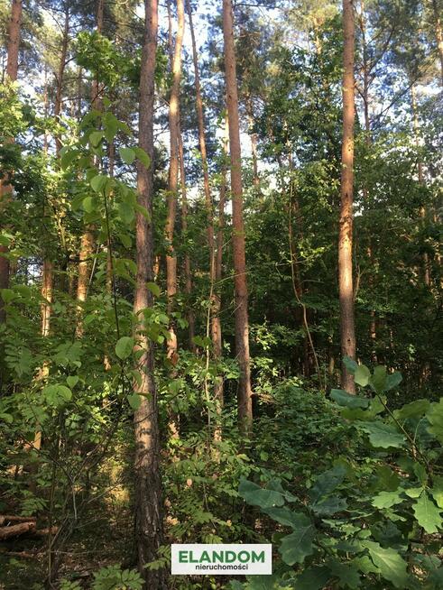 Klimatyczna działka Józefów las zachodnia strona