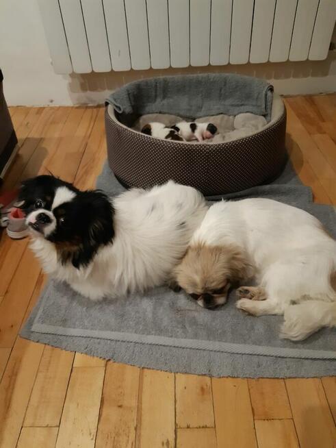 szczeniaki pekińczyk