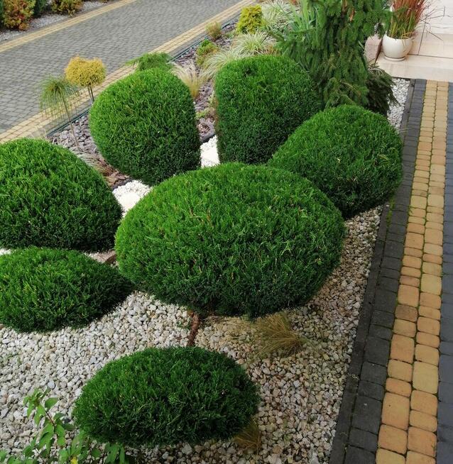 FORMOWANIE IGLAKÓW, CIĘCIE PIELĘGNACYJNE