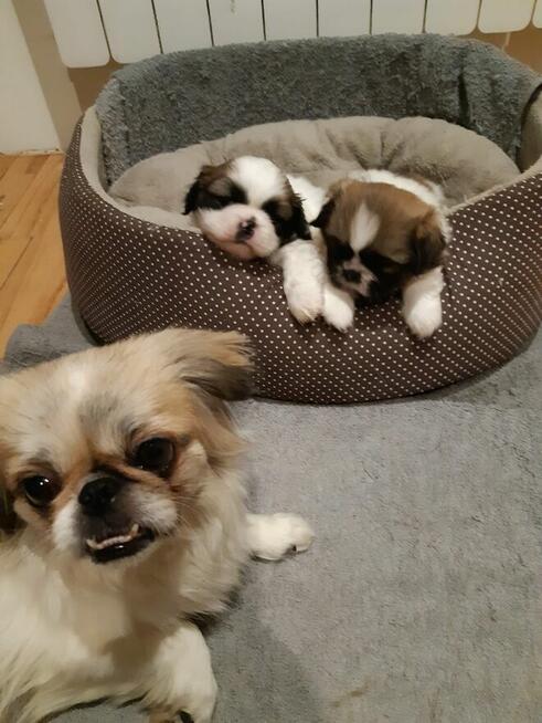 szczeniaki pekińczyk