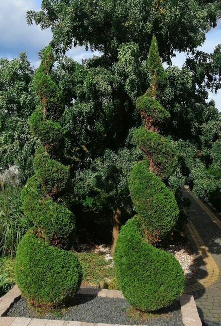 FORMOWANIE IGLAKÓW, CIĘCIE PIELĘGNACYJNE