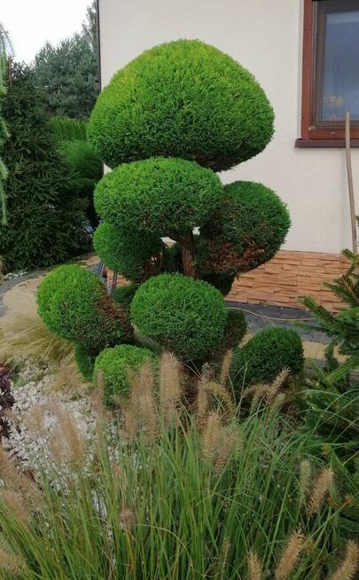 FORMOWANIE IGLAKÓW, CIĘCIE PIELĘGNACYJNE