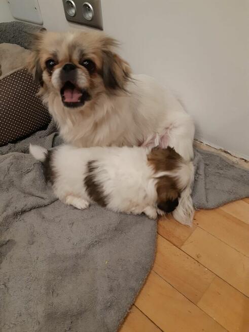 szczeniaki pekińczyk