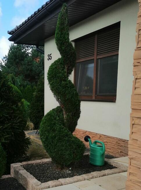 FORMOWANIE IGLAKÓW, CIĘCIE PIELĘGNACYJNE