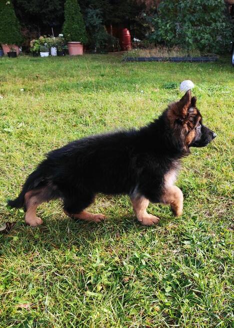 Wyjątkowe owczarki niemieckie