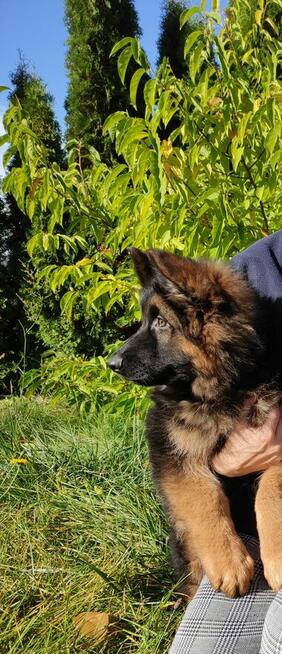 Wyjątkowe owczarki niemieckie