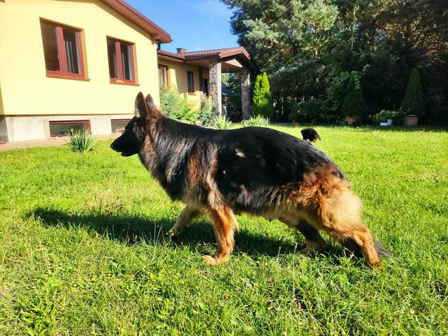 Wyjątkowe owczarki niemieckie