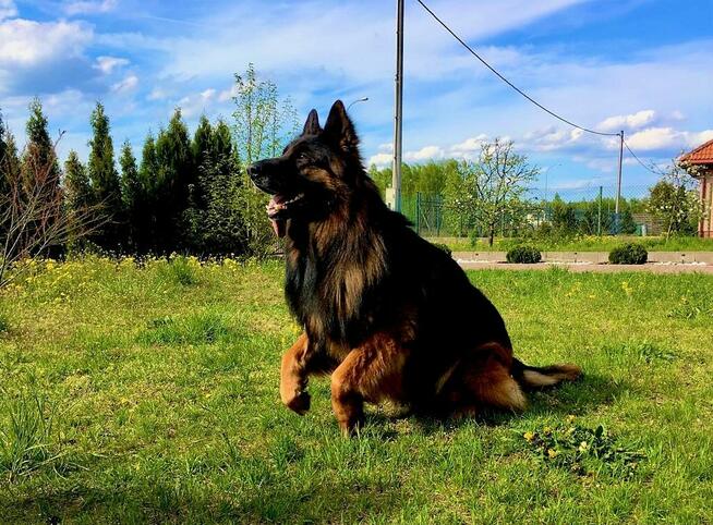 Wyjątkowe owczarki niemieckie