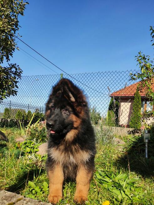 Wyjątkowe owczarki niemieckie