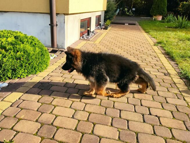 Wyjątkowe owczarki niemieckie