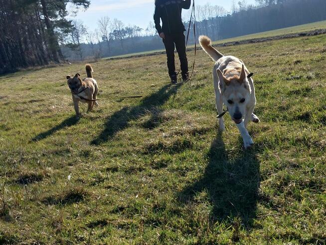 Psy: Leon, Persi i Dexter szukają domów, pies