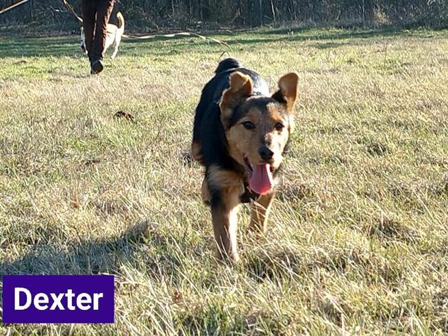 Psy: Leon, Persi i Dexter szukają domów, pies