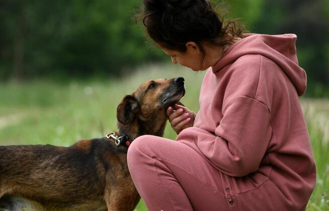 Radek szuka domu, pies