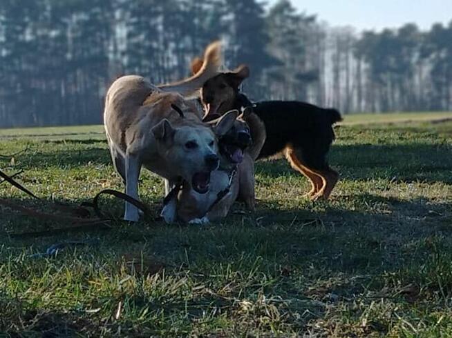 Psy: Leon, Persi i Dexter szukają domów, pies