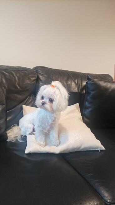 Strzyżenie psów Kościerzyna ul Kartuska 21