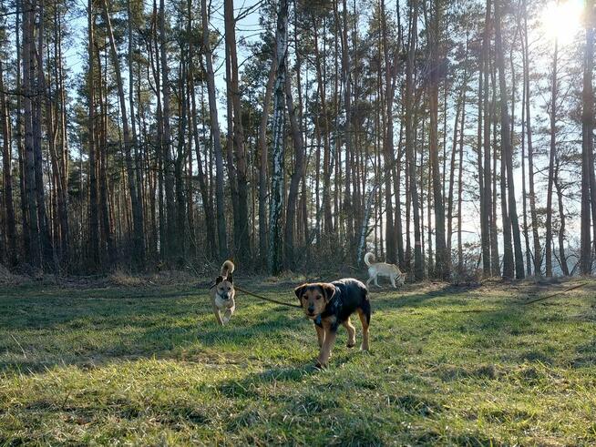 Psy: Leon, Persi i Dexter szukają domów, pies