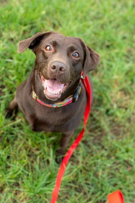 Czeko ok 2/3 let.sunia w typ.labradora czeka na dom Spotted