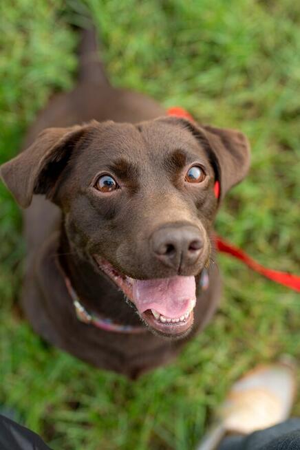 Czeko ok 2/3 let.sunia w typ.labradora czeka na dom Spotted