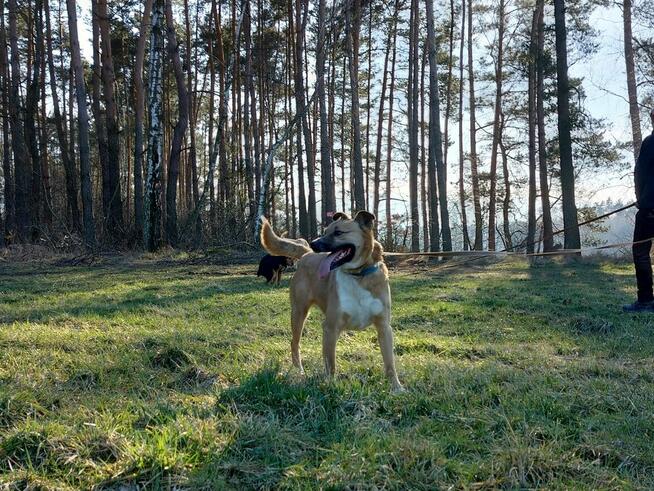 Psy: Leon, Persi i Dexter szukają domów, pies