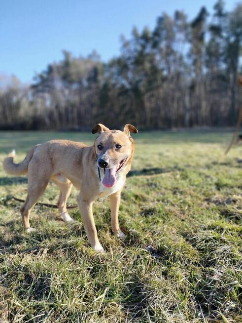 Psy: Leon, Persi i Dexter szukają domów, pies