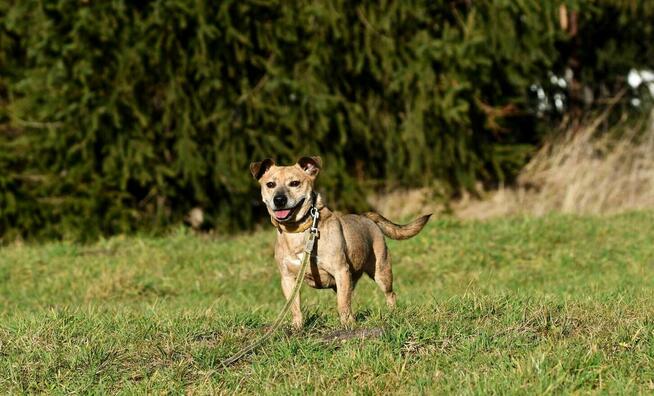Mały pies szuka domu, w typie amstaffa, pies