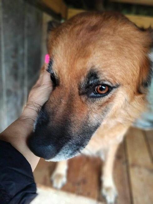 Benio ok 4/5 letni kochany psiak czeka na DS/DT (Janik 0czys