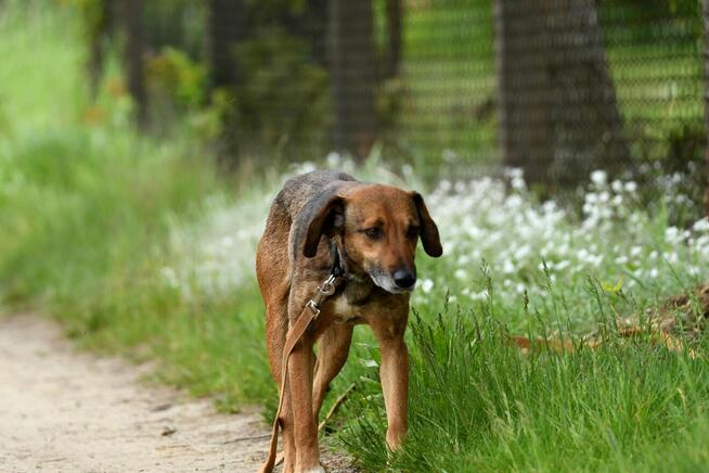 Radek szuka domu, pies