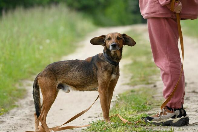 Radek szuka domu, pies