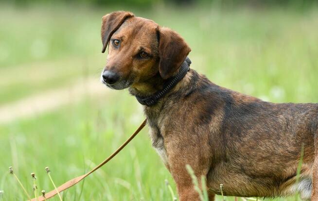 Radek szuka domu, pies