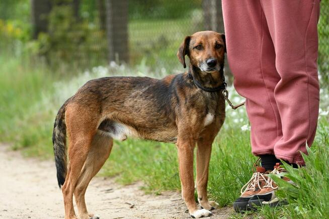 Radek szuka domu, pies