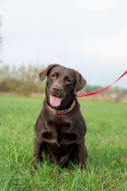 Czeko ok 2/3 let.sunia w typ.labradora czeka na dom Spotted