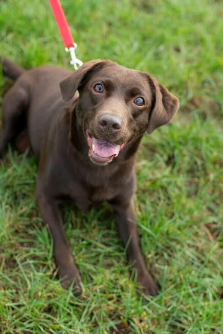 Czeko ok 2/3 let.sunia w typ.labradora czeka na dom Spotted