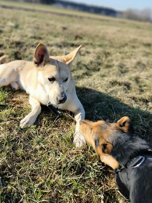 Psy: Leon, Persi i Dexter szukają domów, pies