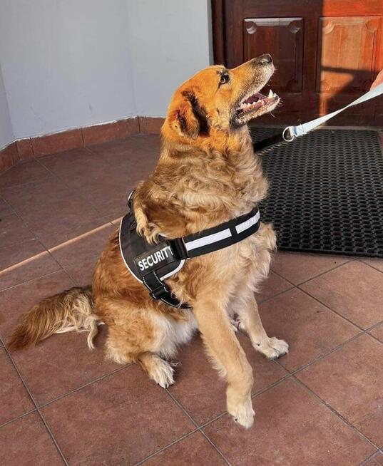 Benio ok 4/5 letni kochany psiak czeka na DS/DT (Janik 0czys