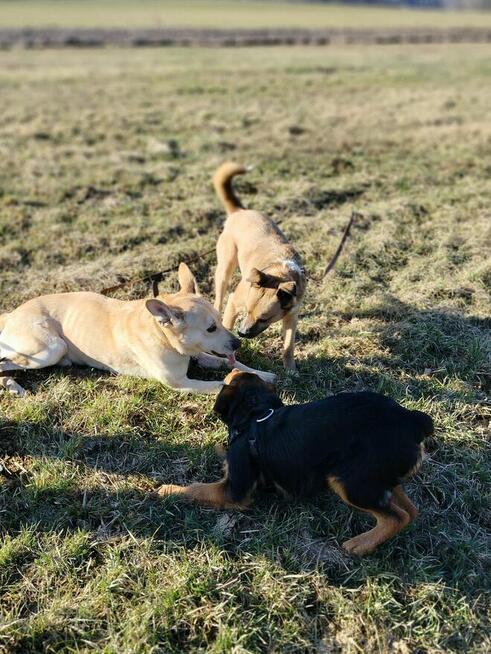 Psy: Leon, Persi i Dexter szukają domów, pies