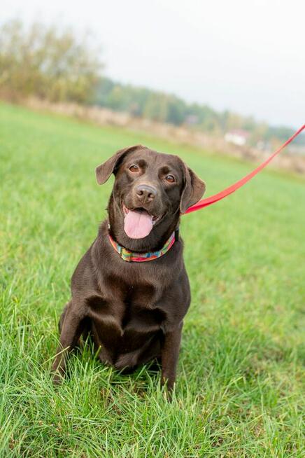Czeko ok 2/3 let.sunia w typ.labradora czeka na dom Spotted